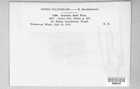 Mycosphaerella rubi image